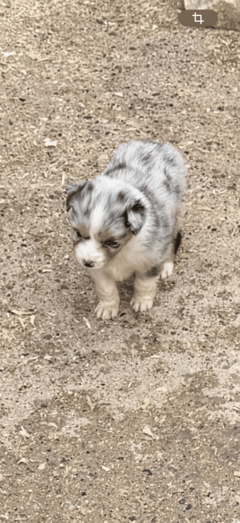 SNOW des fauminards Mâle Berger australien