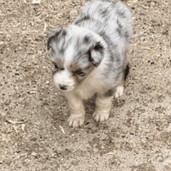 chiot Berger australien bleu merle chiot 2 Berger australien des fauminards