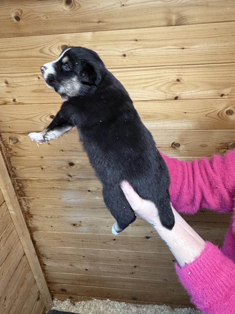 MUGUETTE Femelle Berger australien