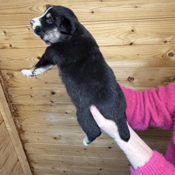 chiot Berger australien noir tricolore MUGUETTE Berger australien des fauminards