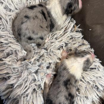 chiot Berger australien bleu merle chiot 2 Berger australien des fauminards