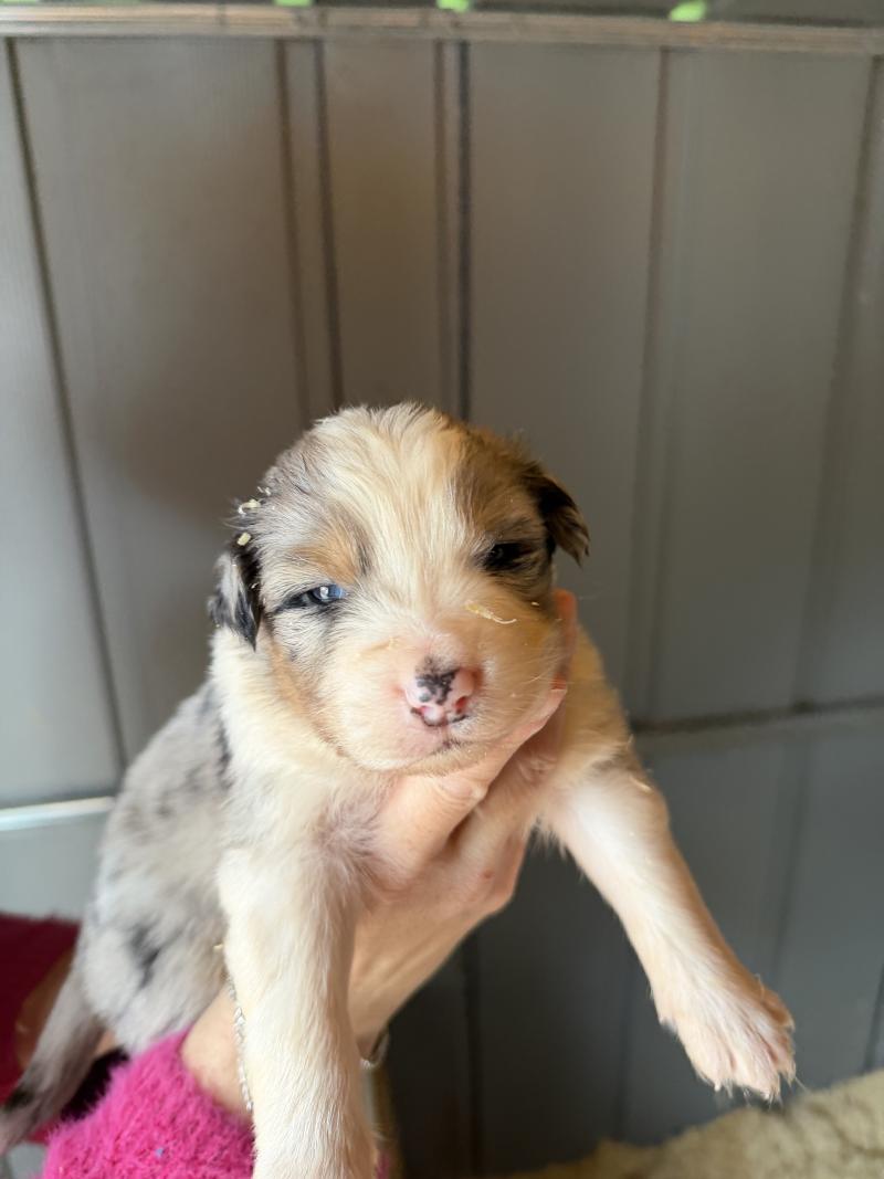 SIMBA Mâle Berger australien