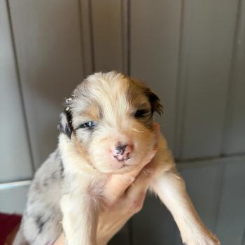 chiot Berger australien bleu merle SIMBA Berger australien des fauminards