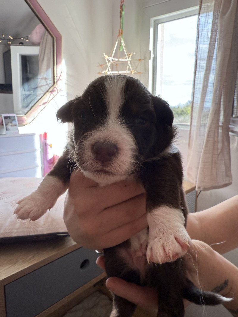 Chiot 2 des Fauminards Mâle Berger australien