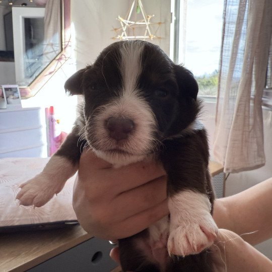 chiot Berger australien Rouge tricolore Chiot 2 des Fauminards Berger australien des fauminards