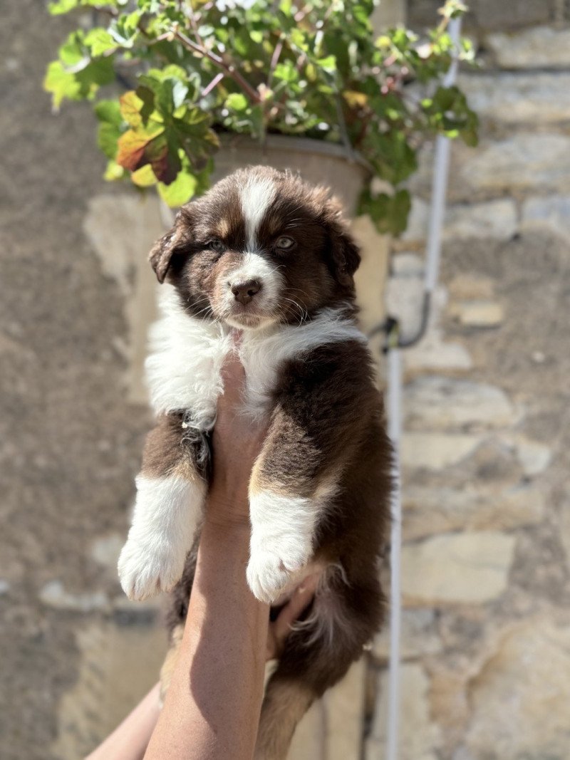 ARTUS des Fauminards Mâle Berger australien