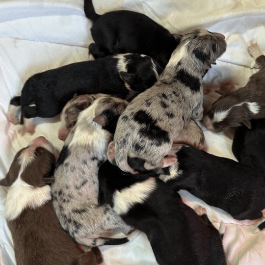 chiot Berger australien Noir tricolore Chiot 2 Berger australien des fauminards