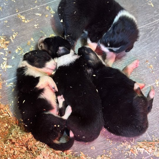 chiot Berger australien Noir tricolore Chiot 2 Berger australien des fauminards