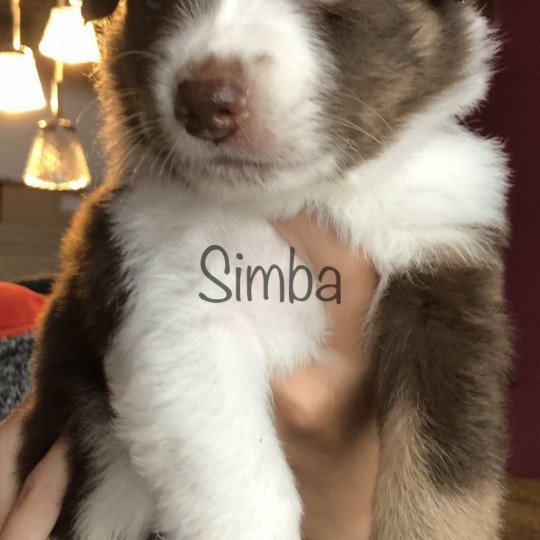 SIMBA des fauminards Mâle Berger australien
