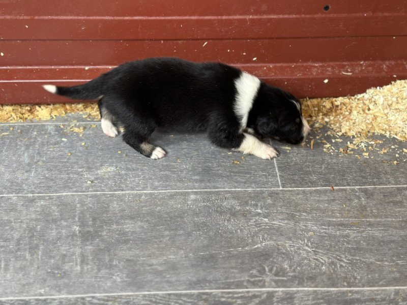 Bobby Mâle Berger australien