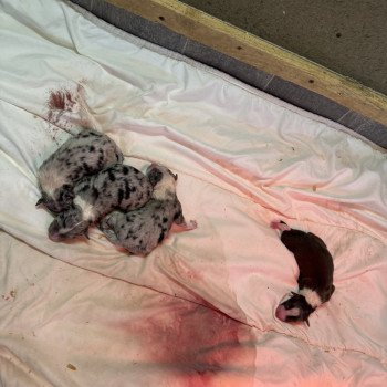 chiot Berger australien bleu merle chiot 3 Berger australien des fauminards