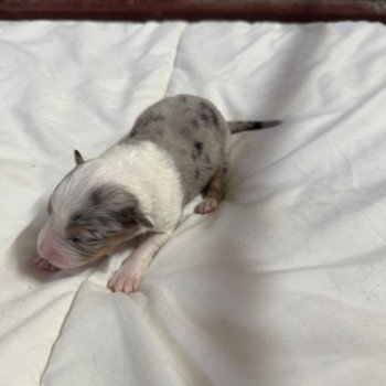 chiot Berger australien bleu merle chiot 3 Berger australien des fauminards