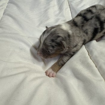 chiot Berger australien bleu merle chiot 3 Berger australien des fauminards