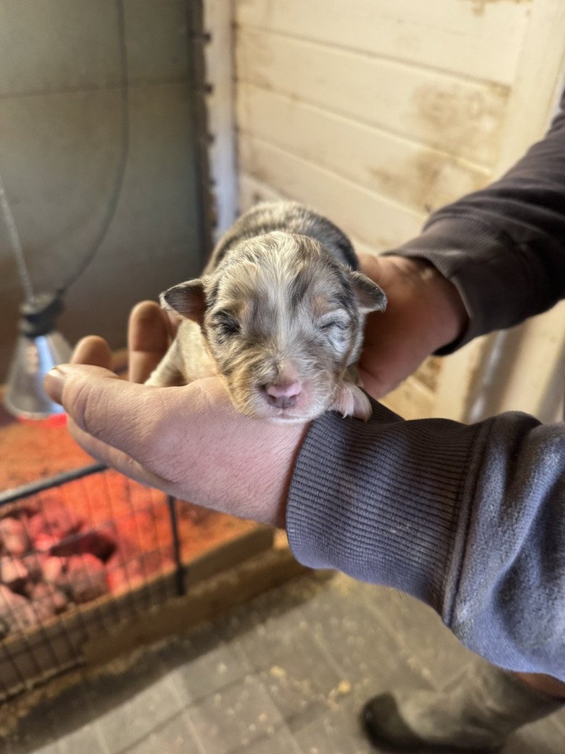 VASKO Mâle Berger australien