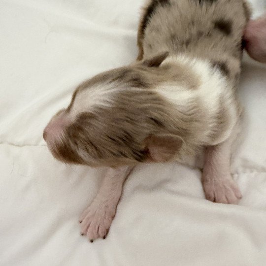 chiot Berger australien Rouge merle Chiot 3 Berger australien des fauminards