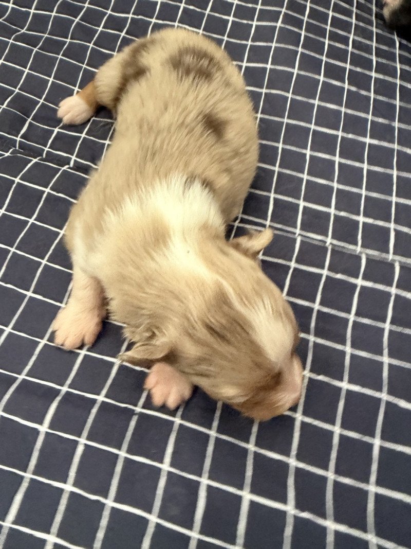 Chiot 3 des fauminards Mâle Berger australien