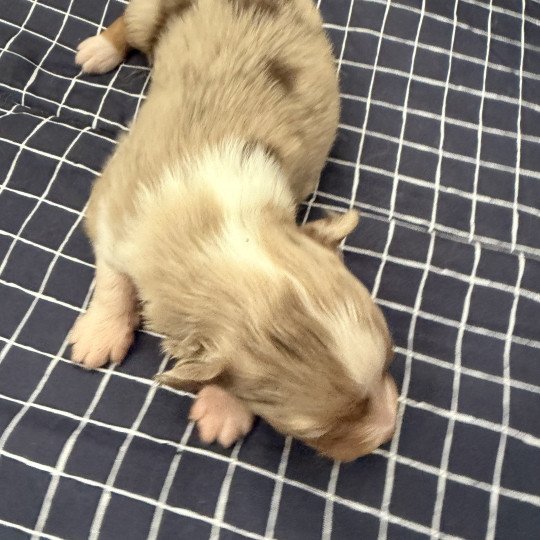 Chiot 3 des fauminards Mâle Berger australien