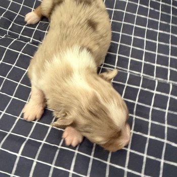 chiot Berger australien Rouge merle Chiot 3 Berger australien des fauminards chiot Berger australien Rouge merle Chiot 3 Berger australien des fauminards