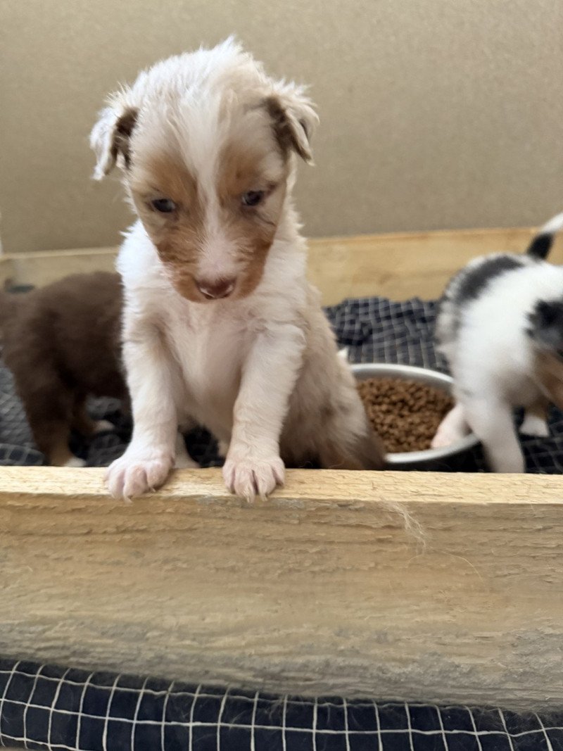 AÏKO Mâle Berger australien