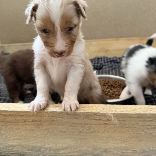 chiot Berger australien Rouge merle Chiot 3 Berger australien des fauminards