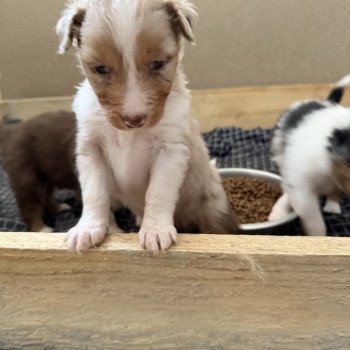 chiot Berger australien Rouge merle Chiot 3 Berger australien des fauminards