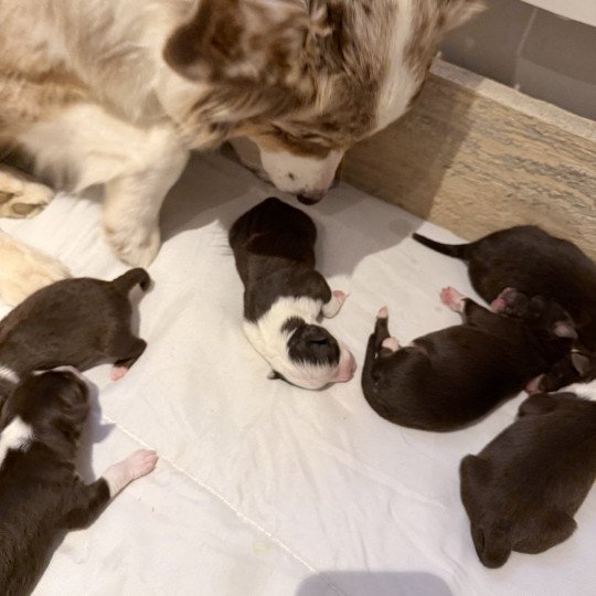 chiot Berger australien rouge tricolore Chiot 3 Berger australien des fauminards