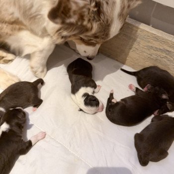 chiot Berger australien rouge tricolore Chiot 3 Berger australien des fauminards chiot Berger australien rouge tricolore Chiot 3 Berger australien des fauminards