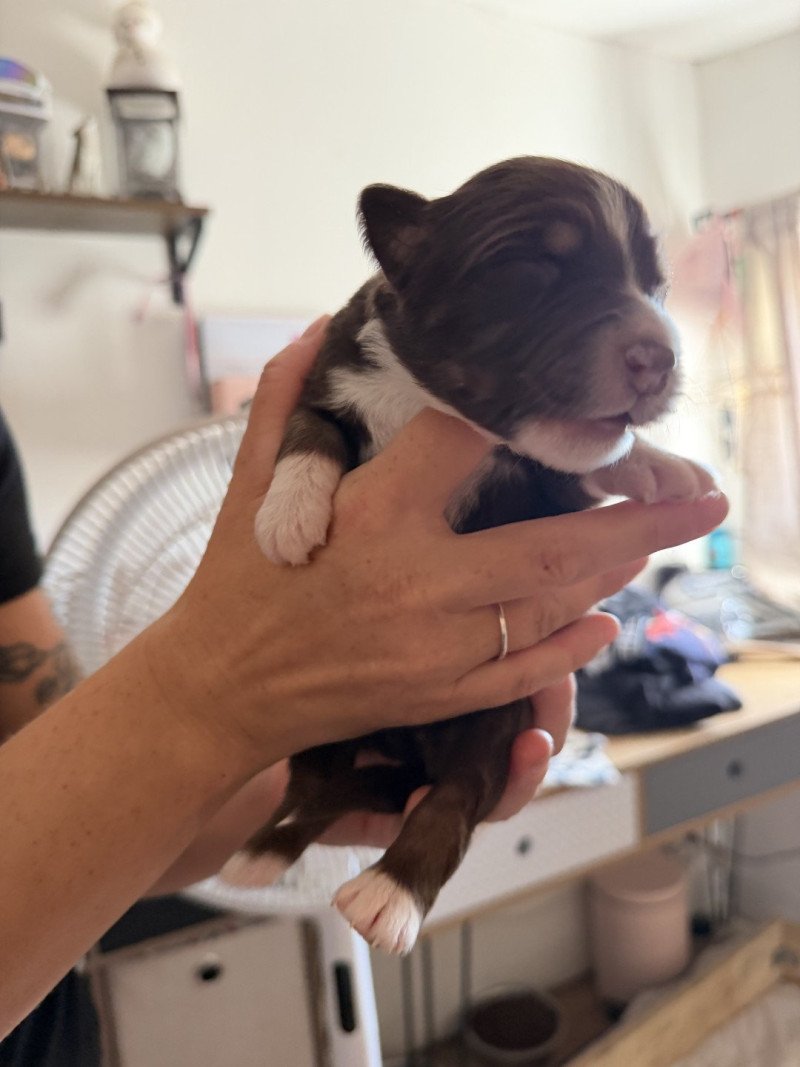 Chiot 3 des fauminards Femelle Berger australien