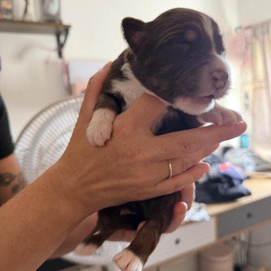 Chiot 3 des fauminards Femelle Berger australien