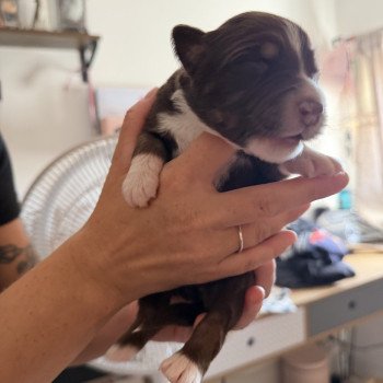 chiot Berger australien rouge tricolore Chiot 3 Berger australien des fauminards chiot Berger australien rouge tricolore Chiot 3 Berger australien des fauminards