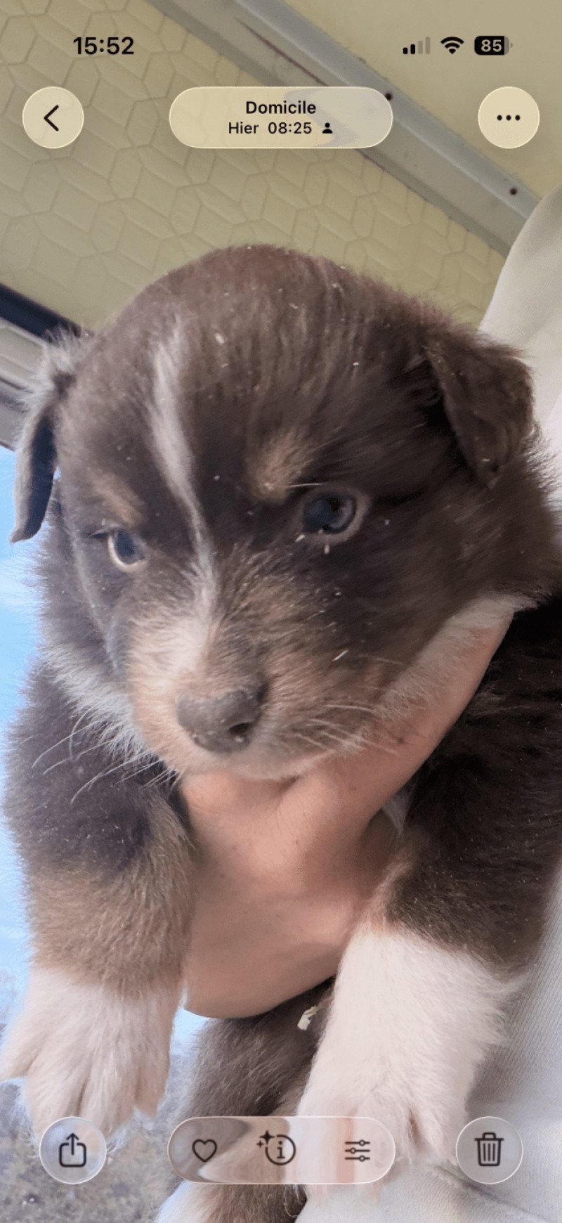 Chiot 3 Femelle Berger australien