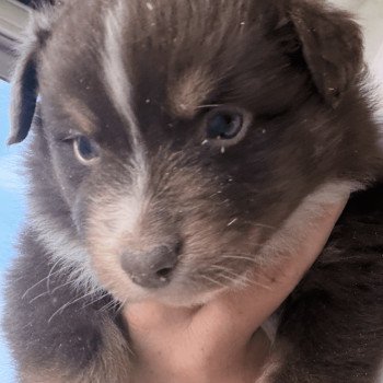 chiot Berger australien rouge tricolore Chiot 3 Berger australien des fauminards