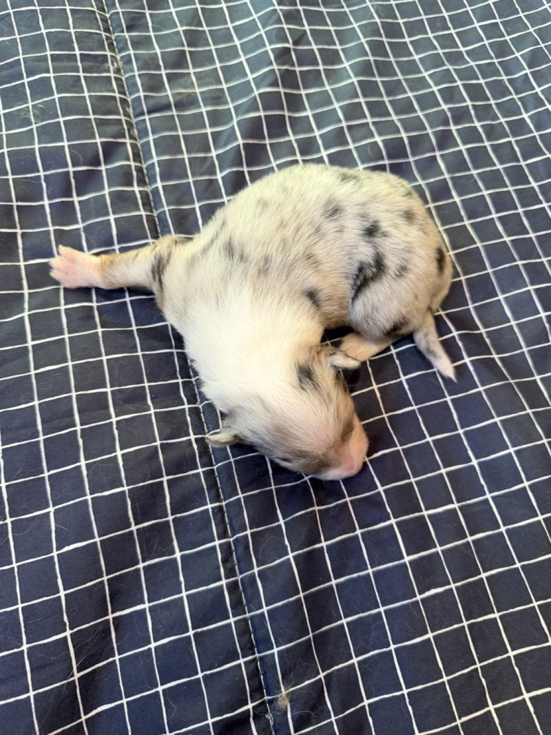 chiot 3 des fauminards Mâle Berger australien