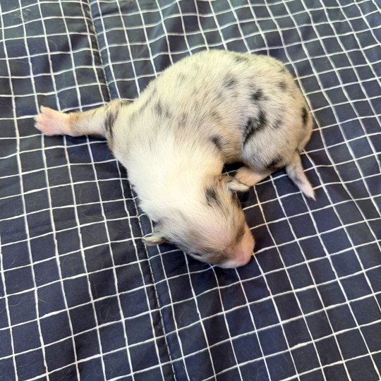 chiot 3 des fauminards Mâle Berger australien
