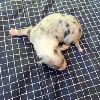 chiot Berger australien bleu merle chiot 3 Berger australien des fauminards chiot Berger australien bleu merle chiot 3 Berger australien des fauminards
