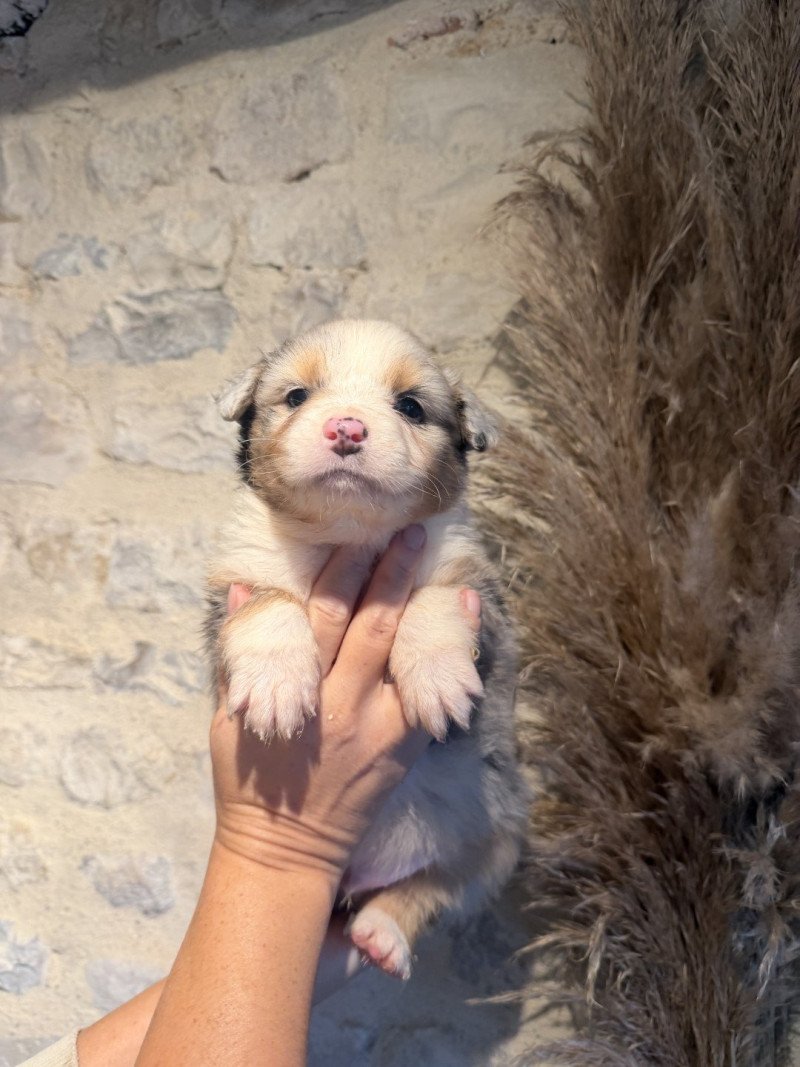 APOLLON des fauminards Mâle Berger australien