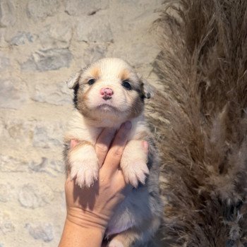 chiot Berger australien bleu merle chiot 3 Berger australien des fauminards