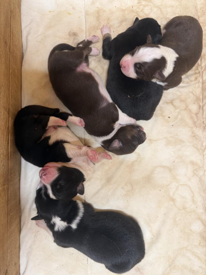 chiot 3 Femelle Berger australien