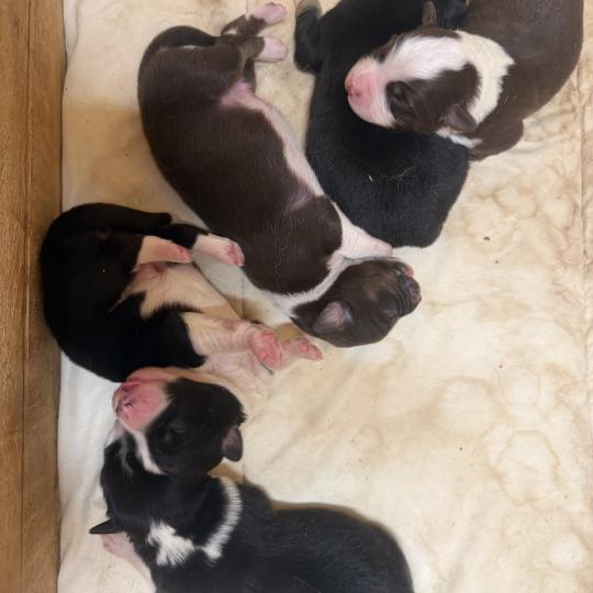 chiot 3 des fauminards Femelle Berger australien