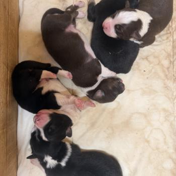 chiot Berger australien noir tricolore chiot 3 Berger australien des fauminards