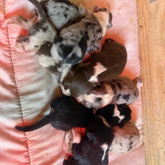 chiot 3 des fauminards Mâle Berger australien