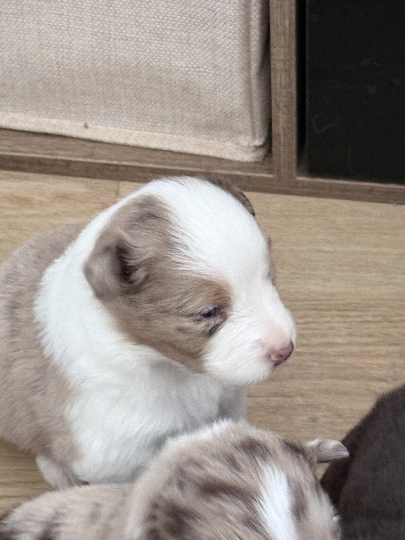 Chiot 4 des Fauminards Femelle Berger australien