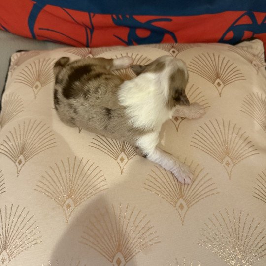 chiot Berger australien Rouge merle Chiot 3 des Fauminards Berger australien des fauminards