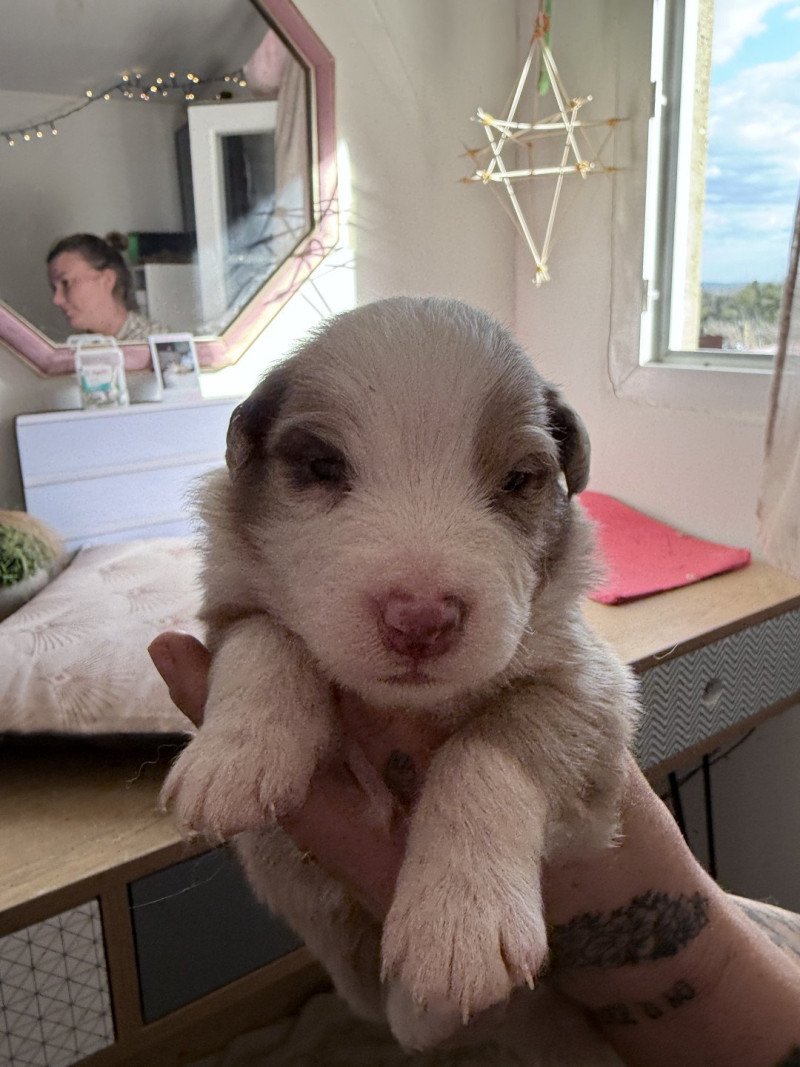 Chiot 3 des Fauminards Femelle Berger australien