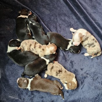 chiot Berger australien ROUGE MERLE CHIOT 3 Berger australien des fauminards chiot Berger australien ROUGE MERLE CHIOT 3 Berger australien des fauminards