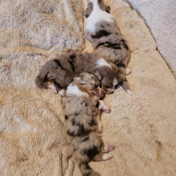 chiot Berger australien ROUGE MERLE CHIOT 3 Berger australien des fauminards chiot Berger australien ROUGE MERLE CHIOT 3 Berger australien des fauminards