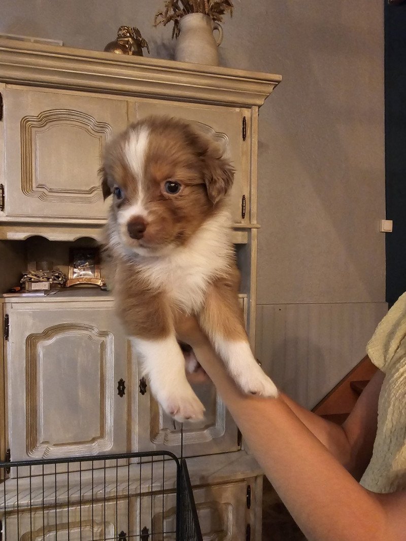 CHIOT 3 Mâle Berger australien CHIOT 3 Mâle Berger australien