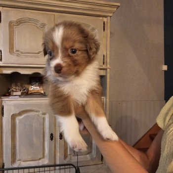 chiot Berger australien ROUGE MERLE CHIOT 3 Berger australien des fauminards chiot Berger australien ROUGE MERLE CHIOT 3 Berger australien des fauminards