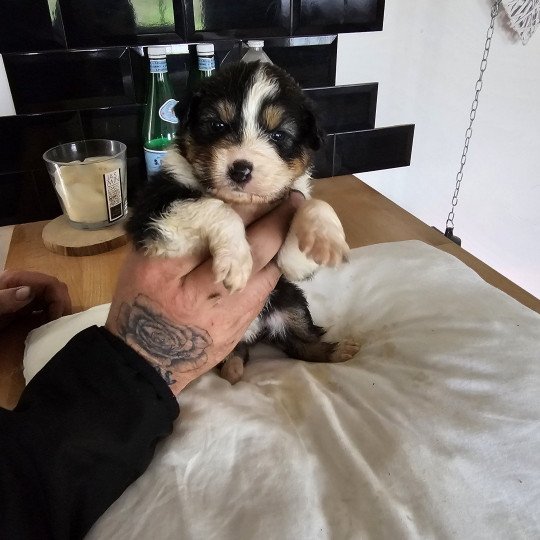 chiot Berger australien NOIR TRICOLORE CHIOT 4 Berger australien des fauminards