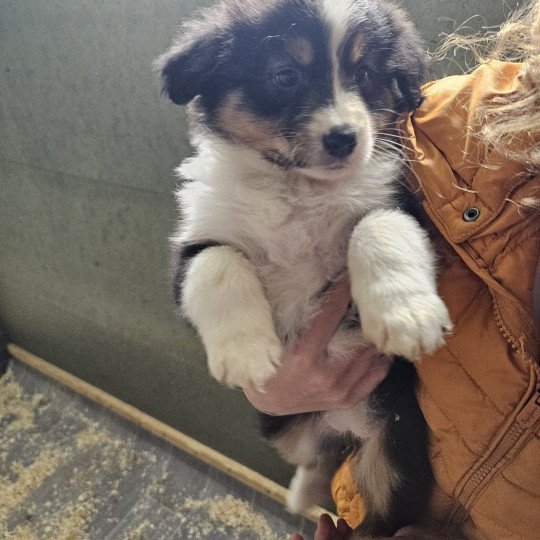 chiot Berger australien NOIR TRICOLORE CHIOT 4 Berger australien des fauminards